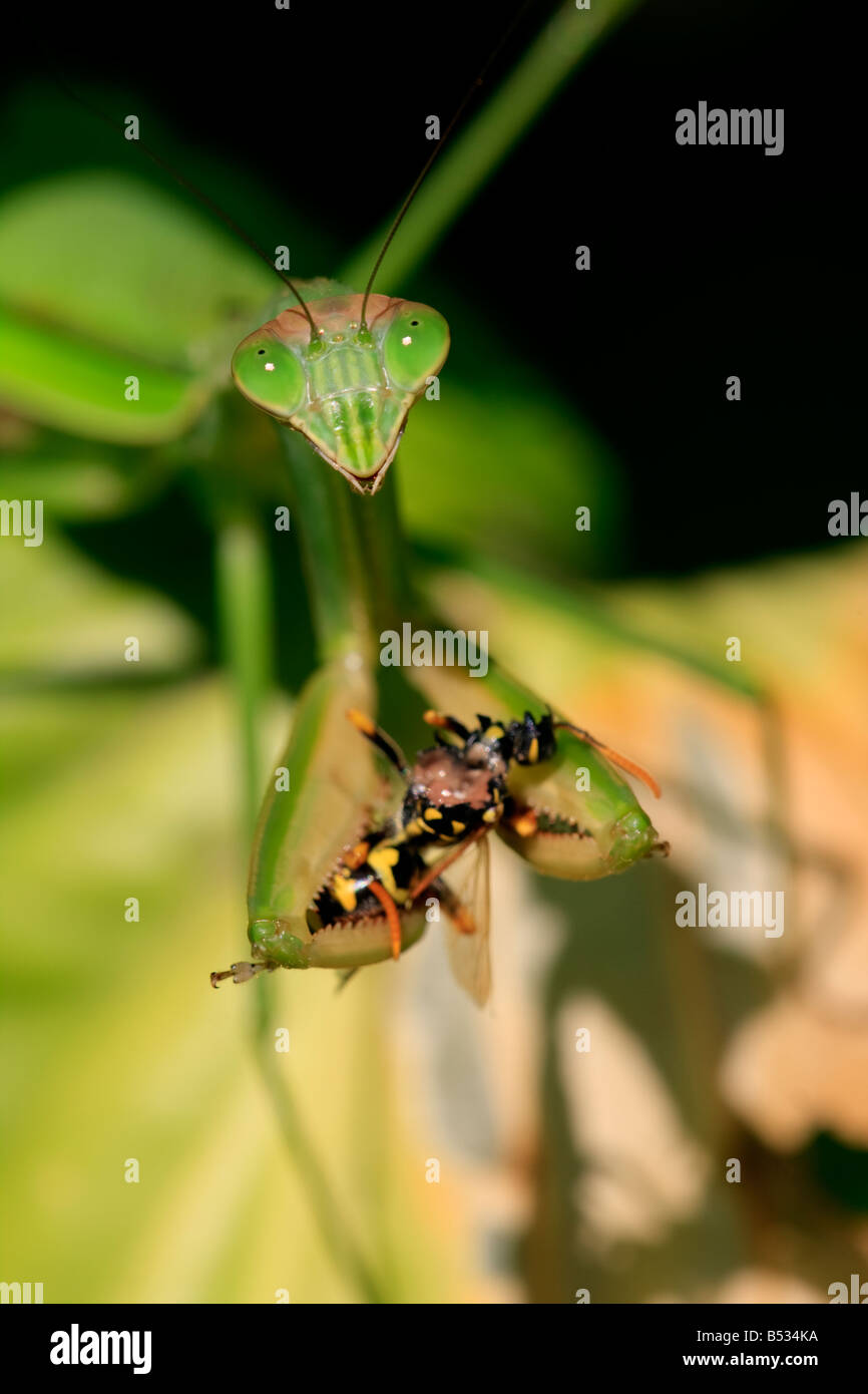 res stock photography and images Biology Diagrams
