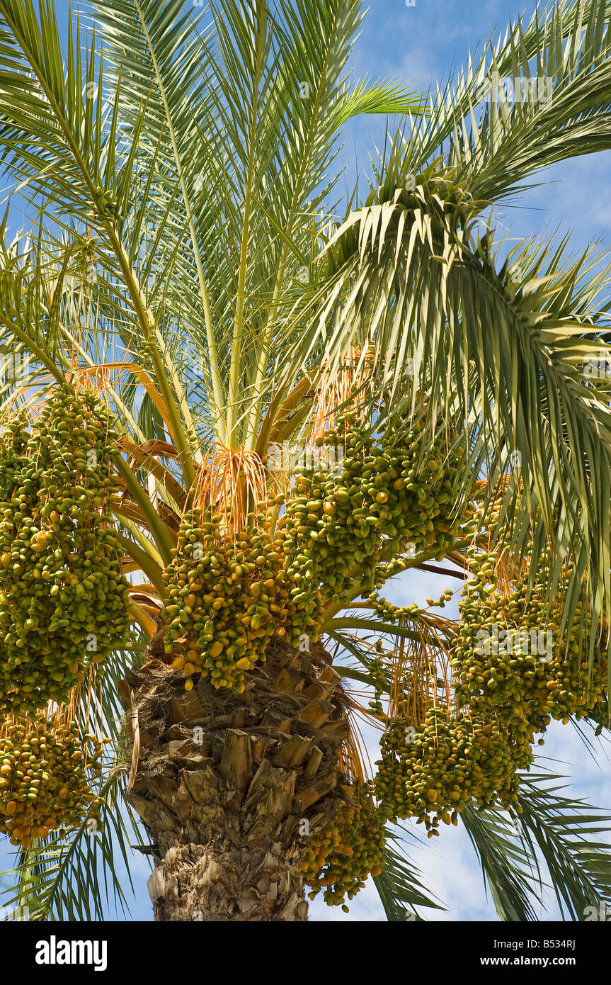 Close up of dates growing on a date palm and blue sky Madeira Portugal EU Europe Stock Photo