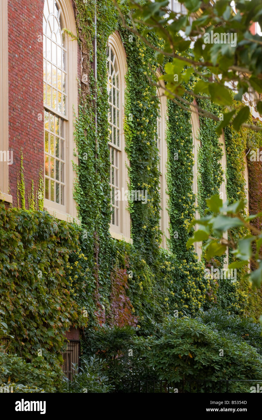 Ivy on brick walls Harvard University Cambridge Massachusetts Stock Photo