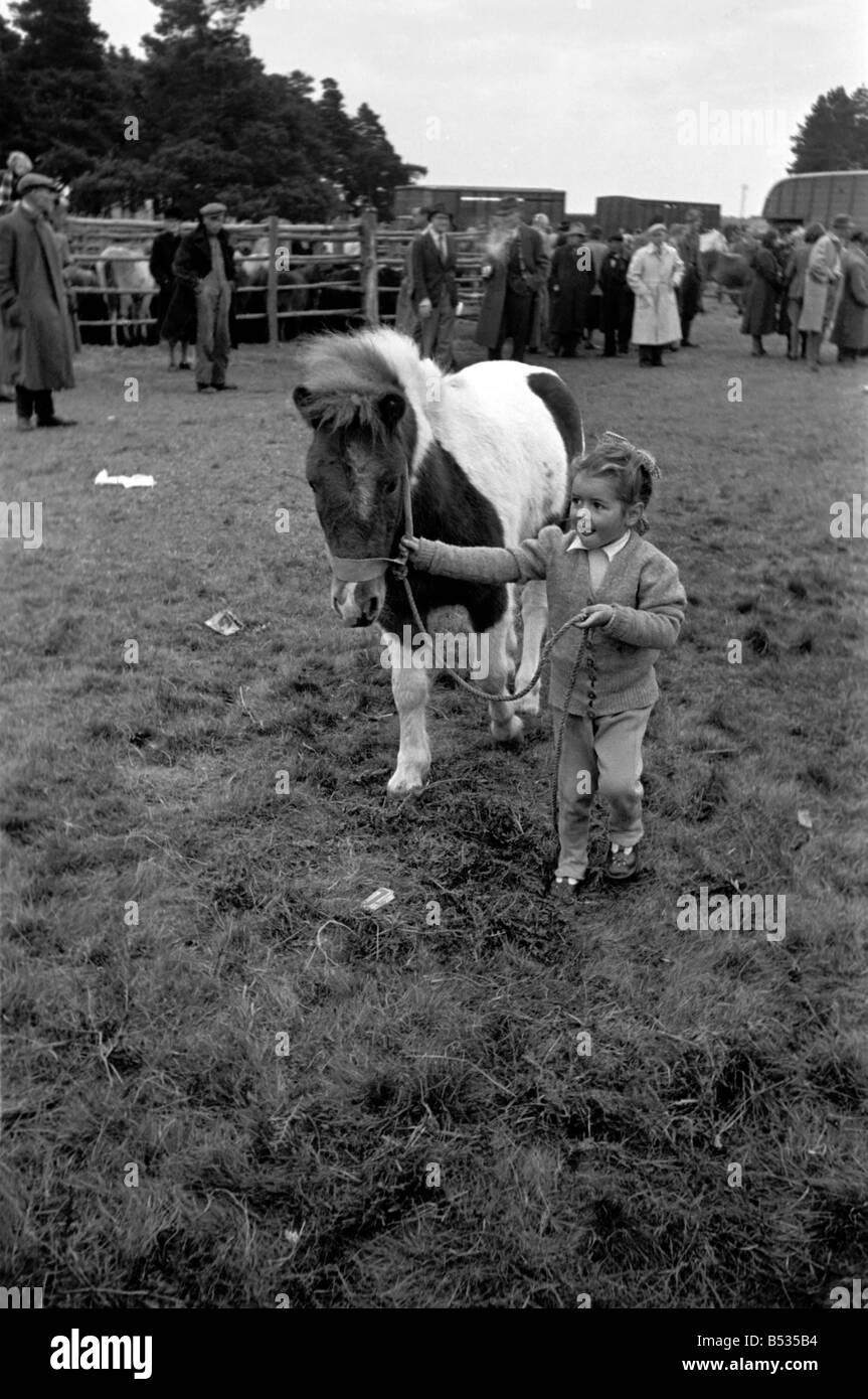 New forest pony sales Black and White Stock Photos & Images Alamy