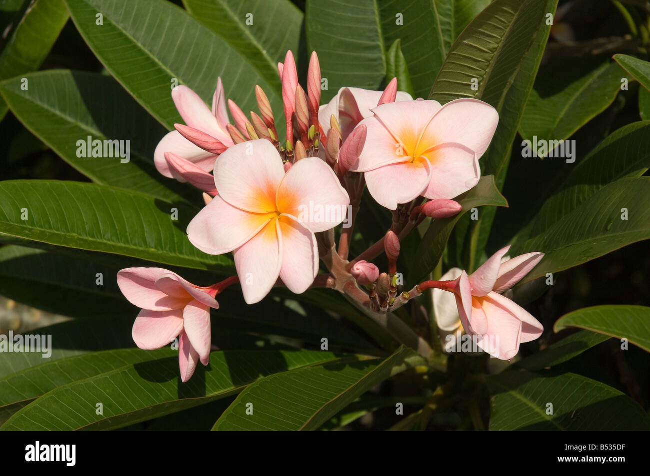 Pink plumeria rubra apocinaceas flowers flower flowering frangipani plant shrub close up Stock Photo