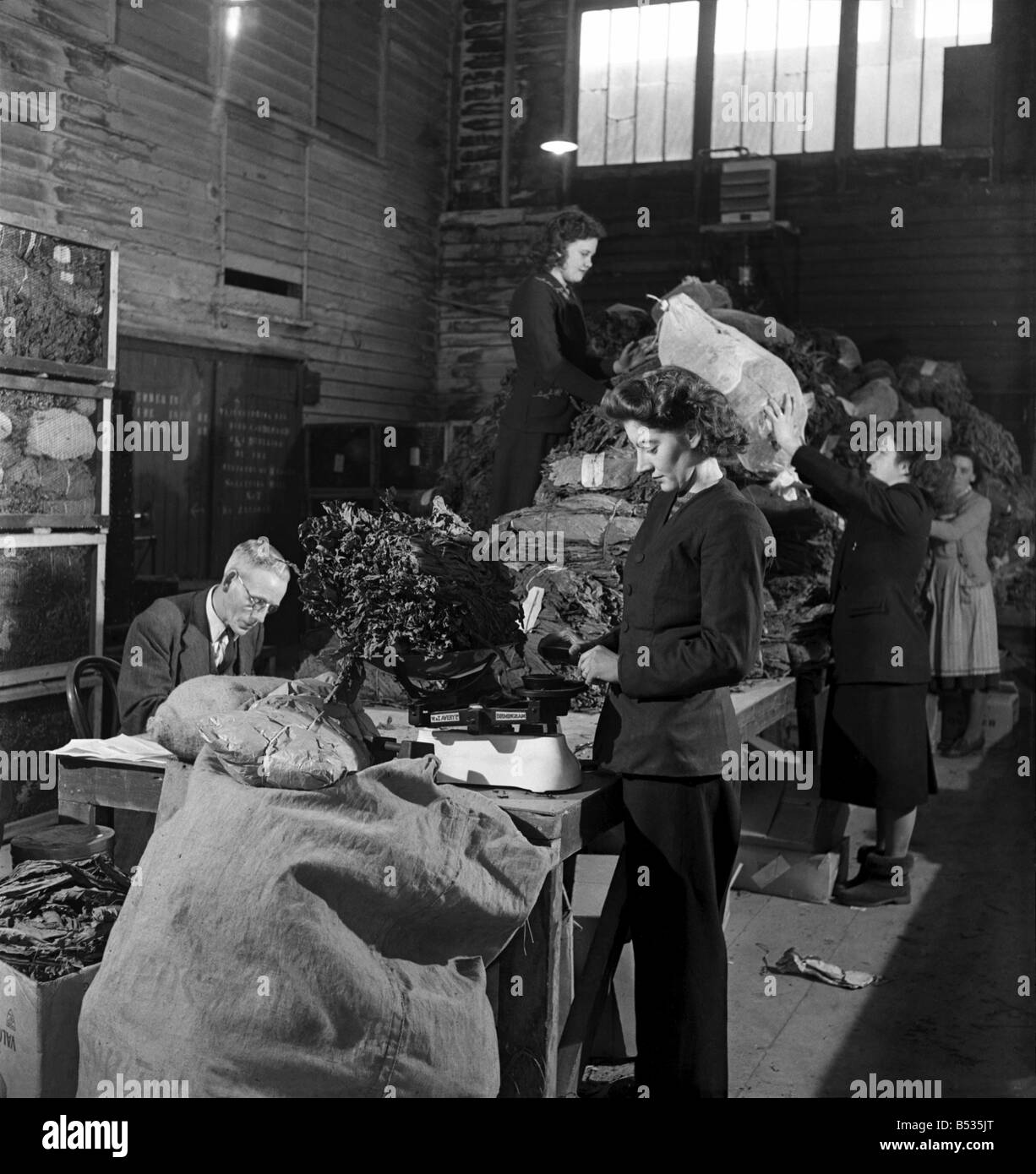 Women curing tobacco at the British Pioneer Tobacco Growers Association ...