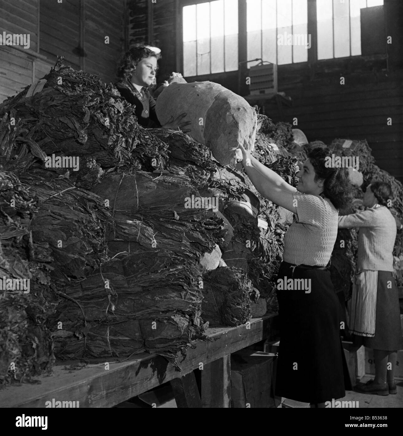 Women curing tobacco at the British Pioneer Tobacco Growers Association