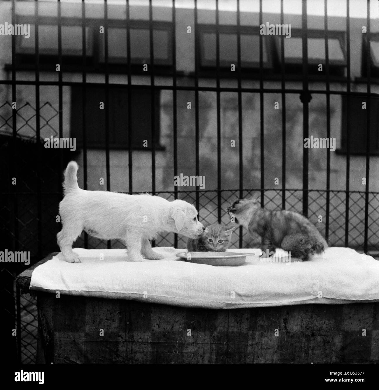 Animals at Prince Rock Dogs and Cats home Plymouth. August 1950 O25406