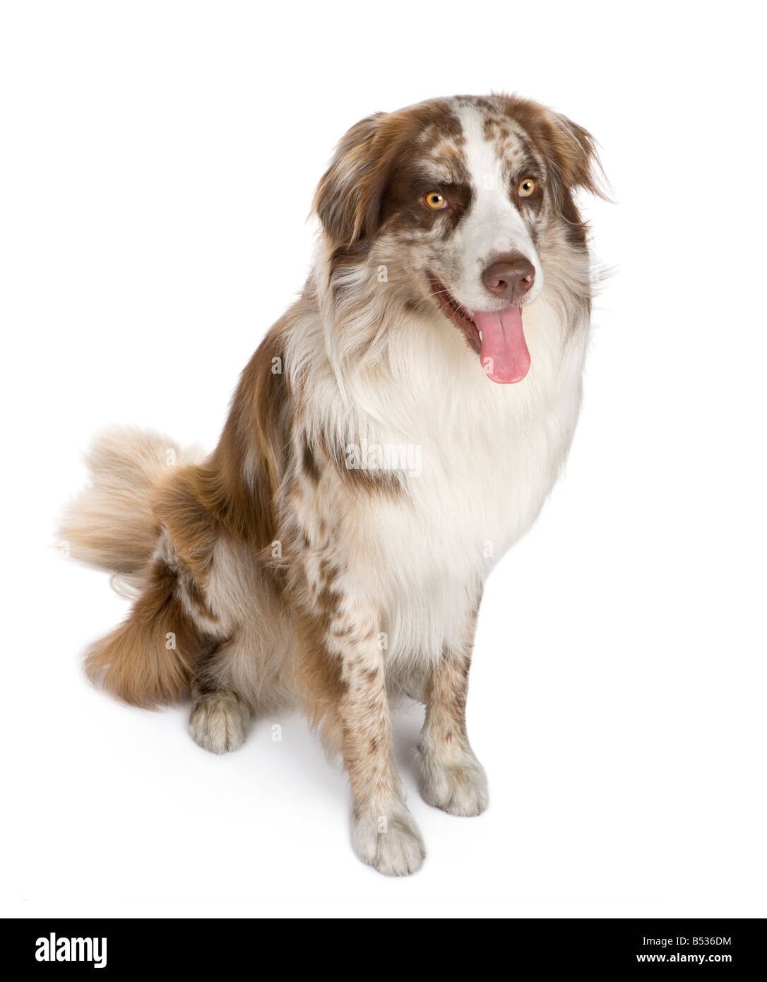 Australian shepherd 11 months in front of a white background Stock Photo