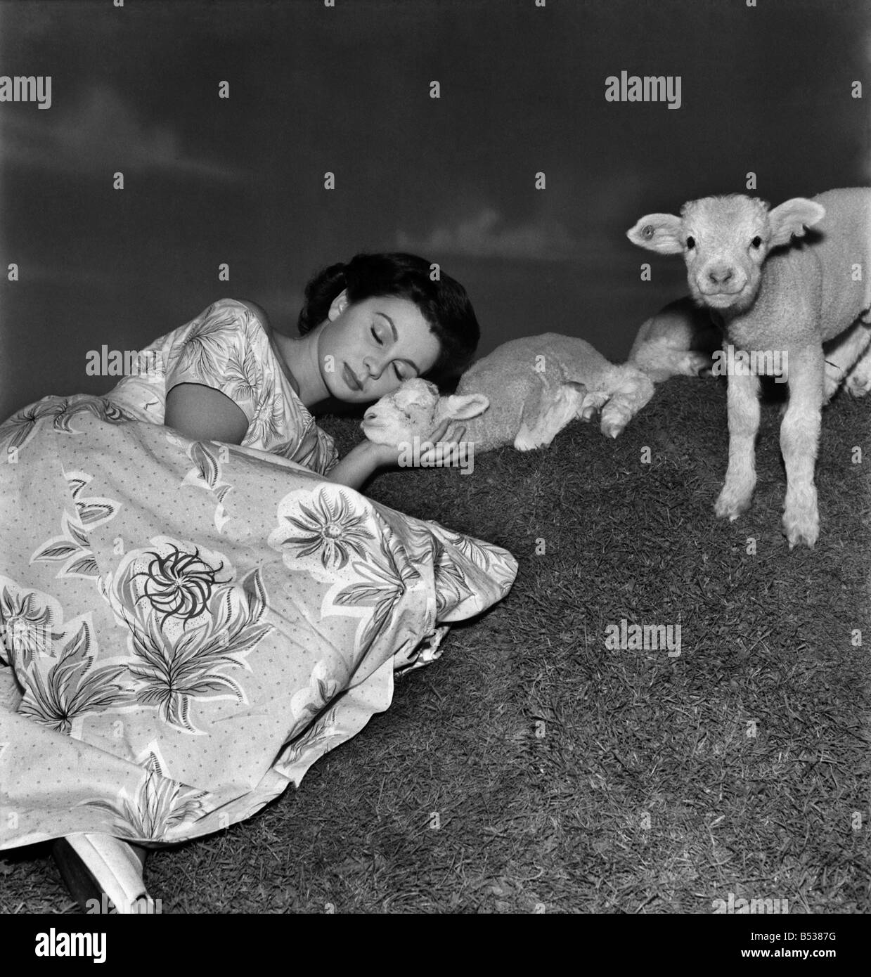 Actress  Jean Simmons with Lambs. October 1948 O15147-008 Stock Photo