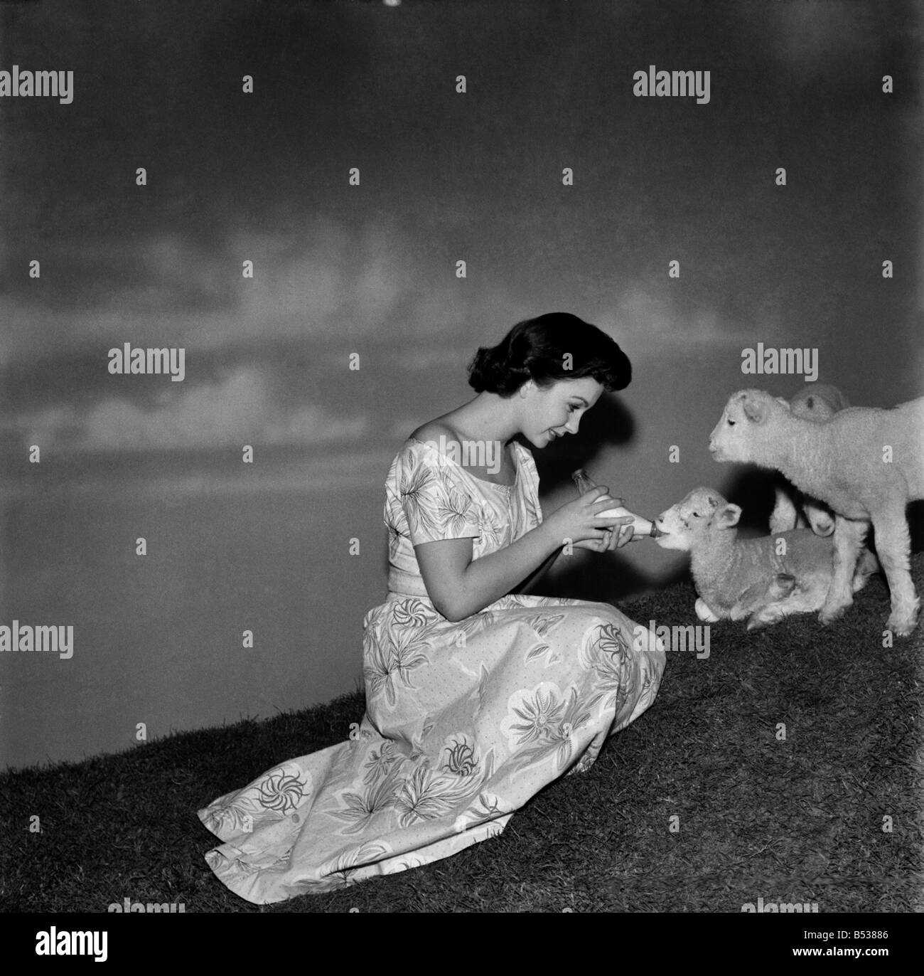 Actress  Jean Simmons with Lambs. October 1948 O15147 Stock Photo