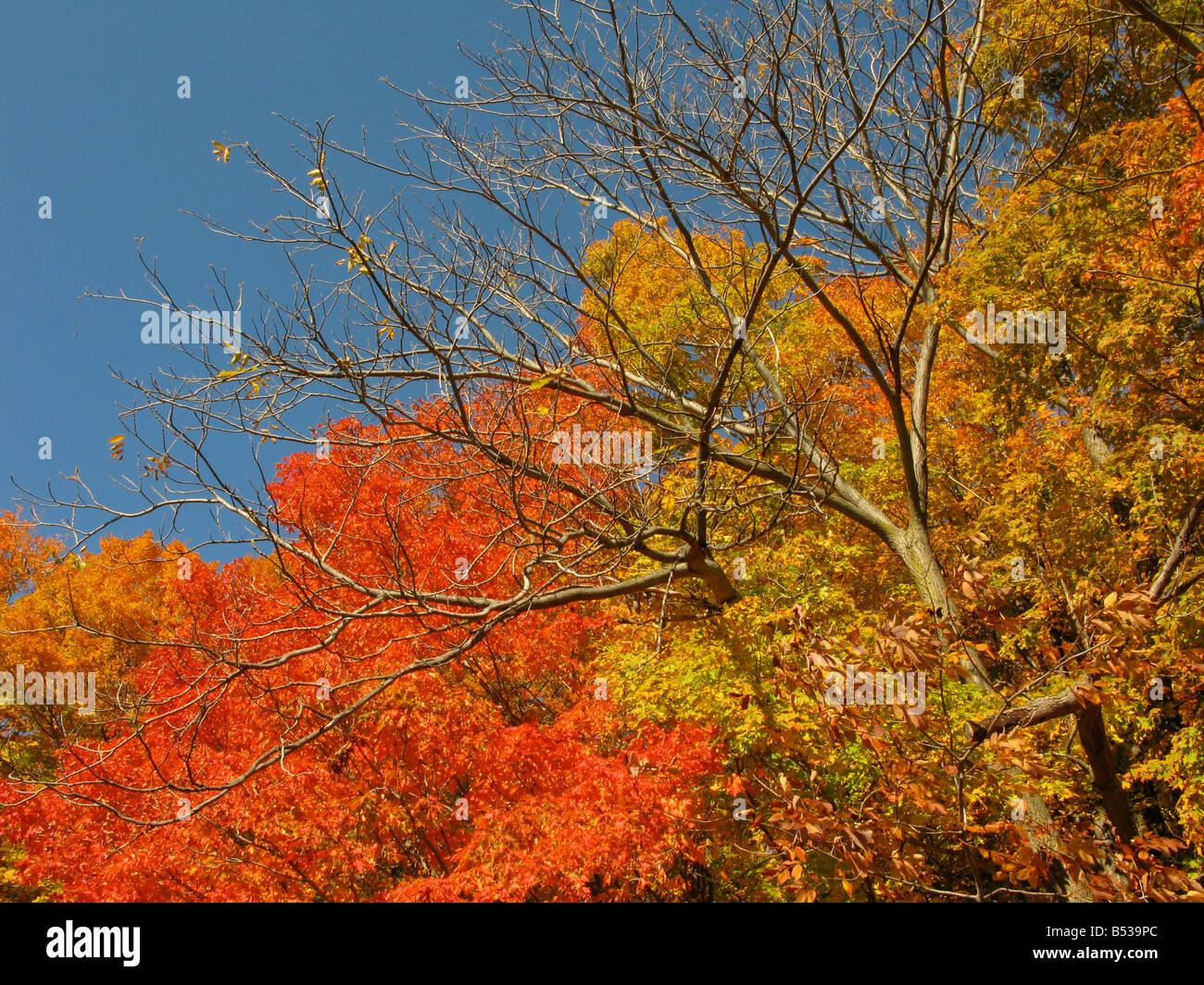 Brilliant fall foliage. Stock Photo