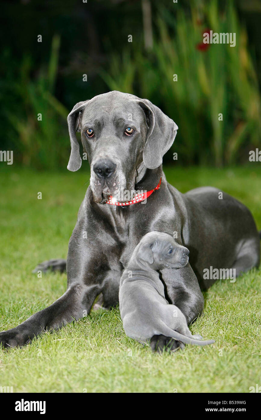 Great dane puppies hi res stock photography and images Alamy
