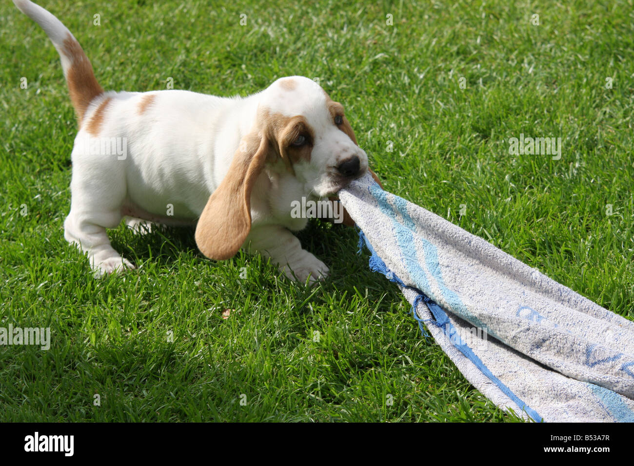 Basset hound puppy tugging towel Stock Photo