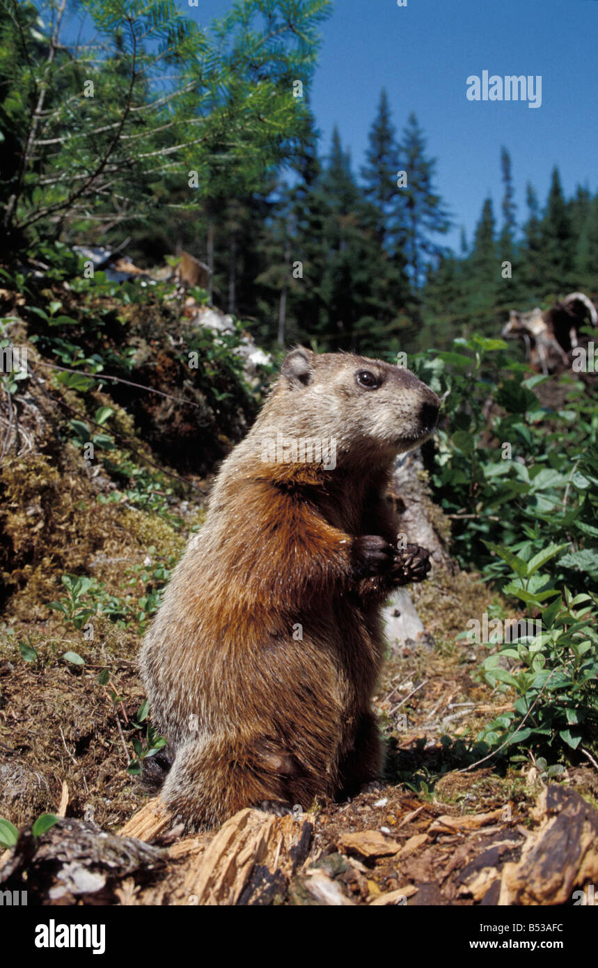 Yellow bellied marmot marmotte jaune yellow bellied marmot mammal rodent rocks mountains west Wyoming Yellowstone east quebec Stock Photo