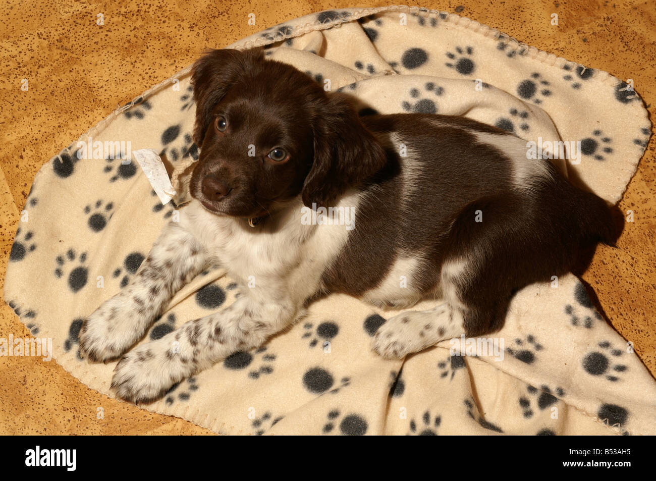 English Springer spaniel puppy on blanket Stock Photo