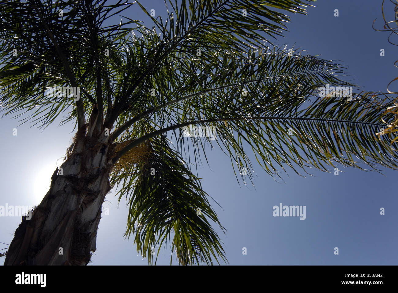 A palm tree Stock Photo