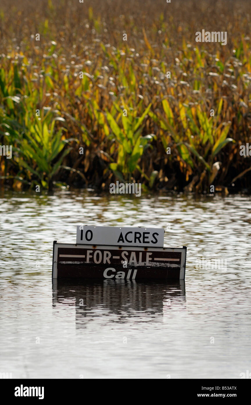 A flooded corn field for sale Stock Photo Alamy