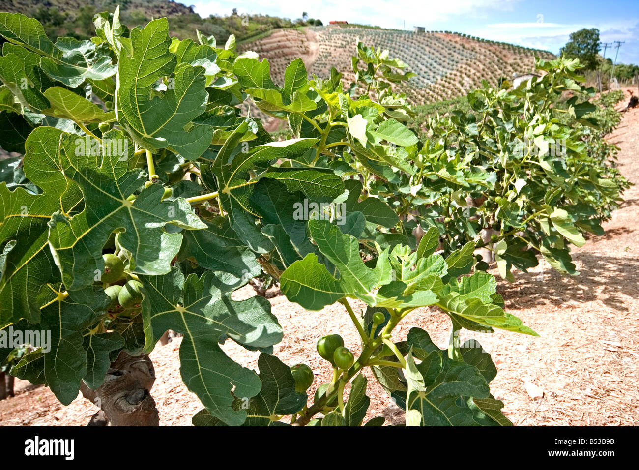 Fig plantation Stock Photo 20358391 Alamy