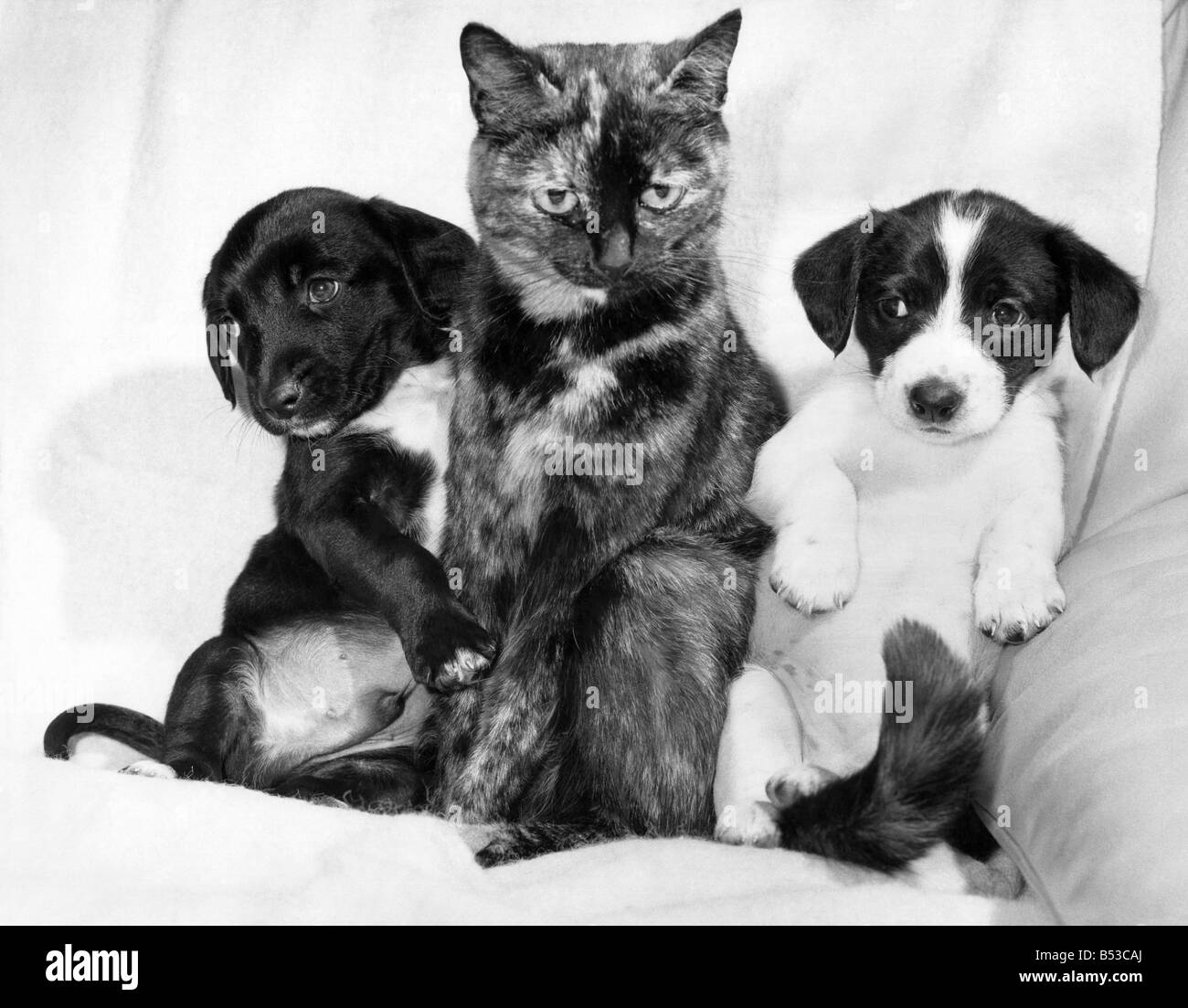 Animals - Cats with Dogs: Daisy's Duo Is Just Puppy Love. Three-year-old Tortoishell cat 'Daisy' had just lost her litter of kittens, they had all been born dead. But, a neighbour's Dog had just given birth to a litter of pups, and she was refusing to look after them. So Daisy's owner Heidi Butcher decided to try get her to feed two of the pups. The Vet told her it was unlikely to work Stock Photo