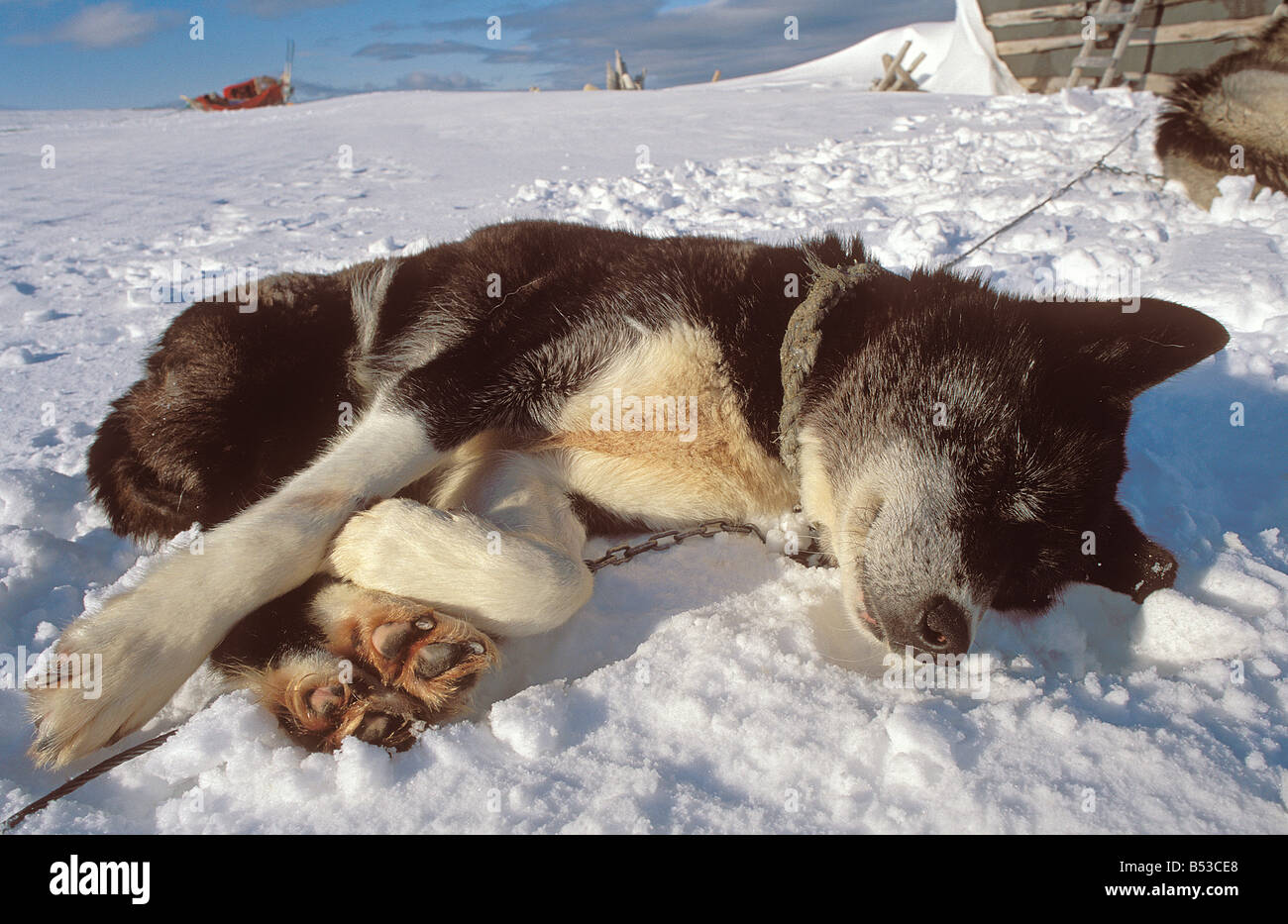 husky - lying in snow Stock Photo - Alamy