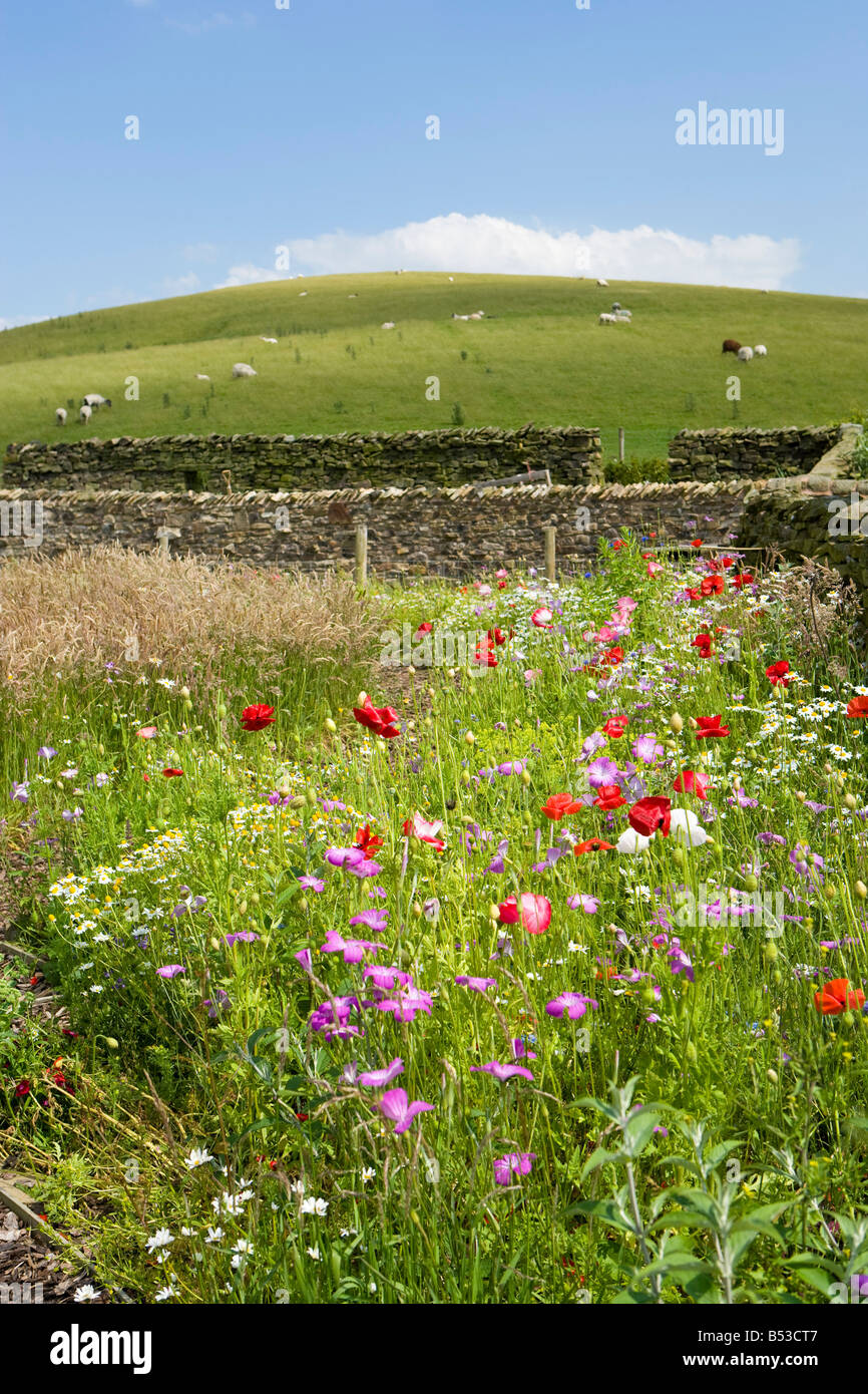 arable flowers and poppies in a garden Stock Photo