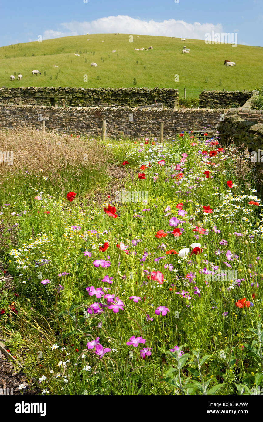 arable weeds grown in a country garden Stock Photo