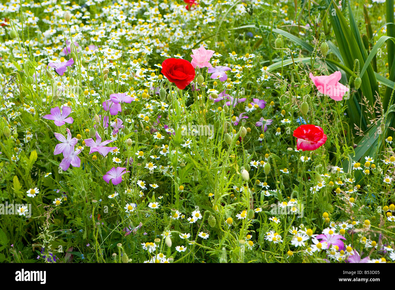 garden with arable weed plants Stock Photo