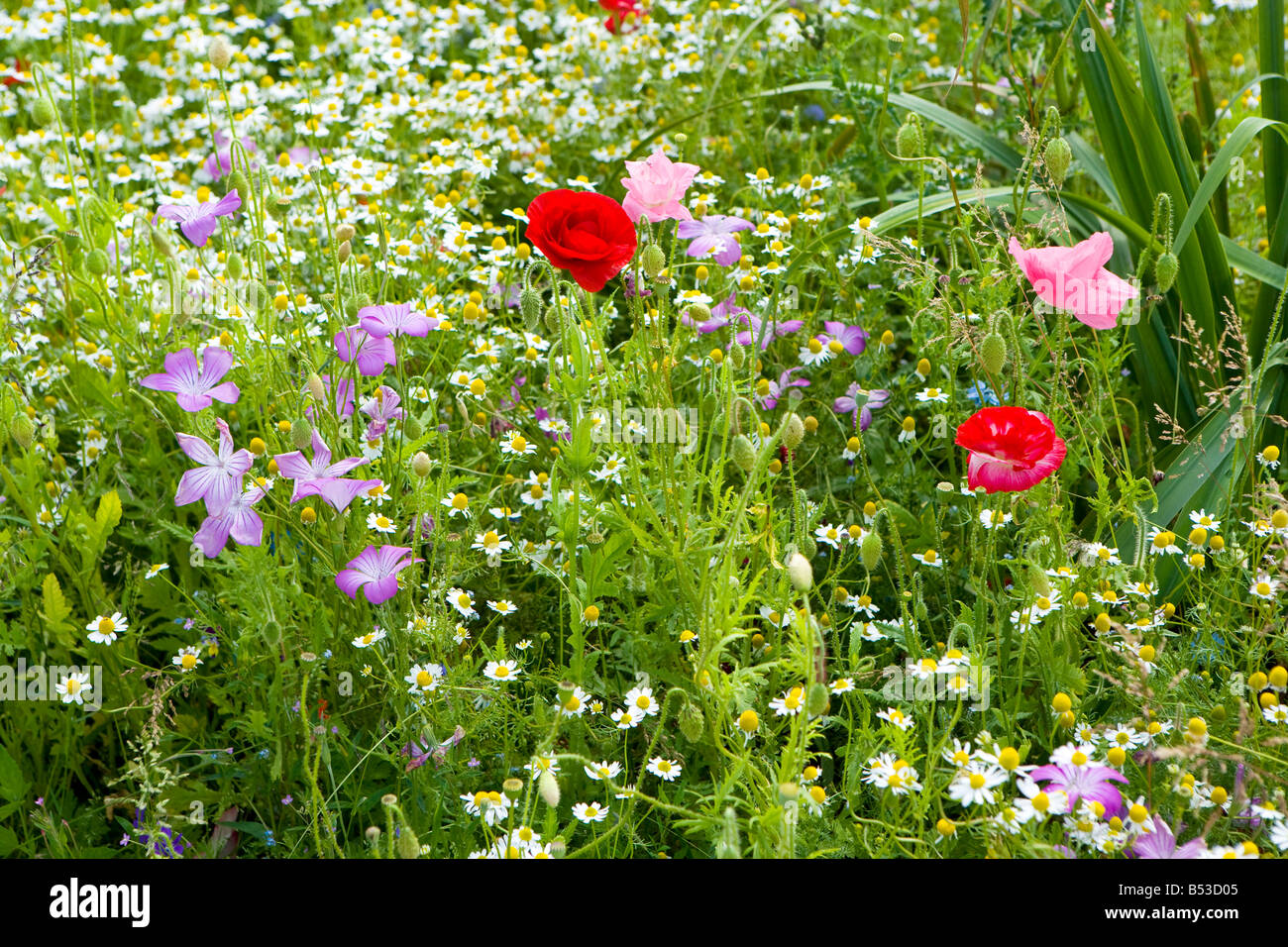 Weed garden hi-res stock photography and images - Alamy