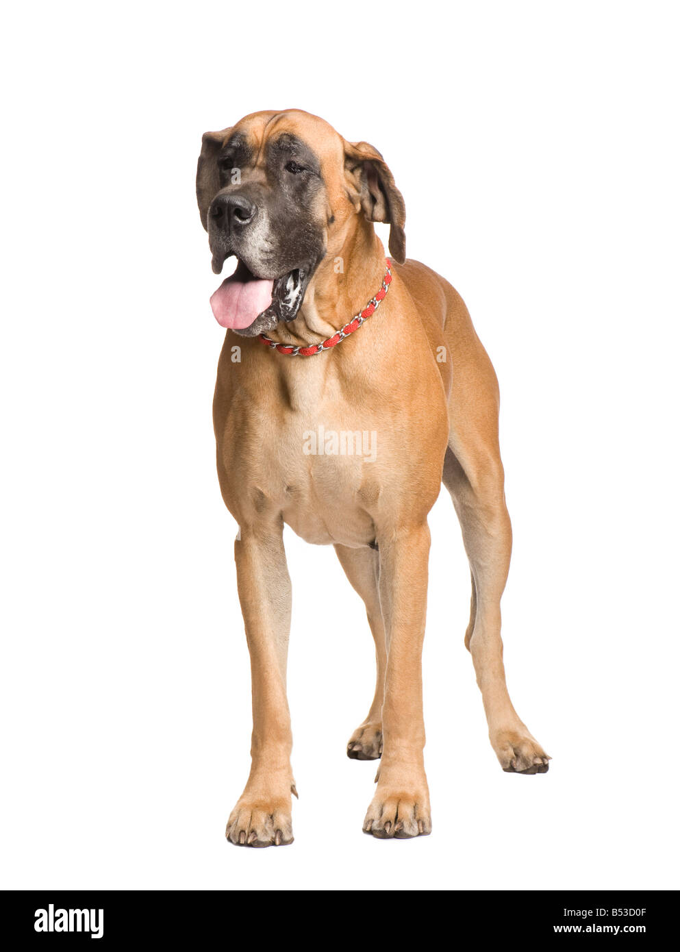 Great Dane 3 years in front of white background Stock Photo
