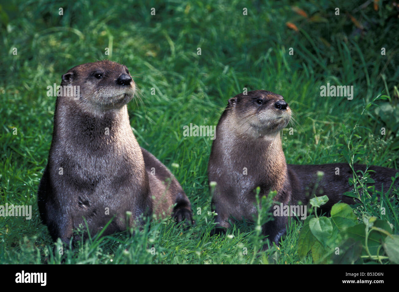 Loutre D Europe Otters Lutra Lutra Pair Adult Animal Animal In Motion Animals Asia Beasts Of Prey Europa Europe Horizontal Form Stock Photo Alamy Loutre D Europe Otters Lutra Lutra Pair Adult Animal Animal In Motion Animals Asia Beasts Of Prey Europa Europe Horizontal Form Stock Photo Alamy