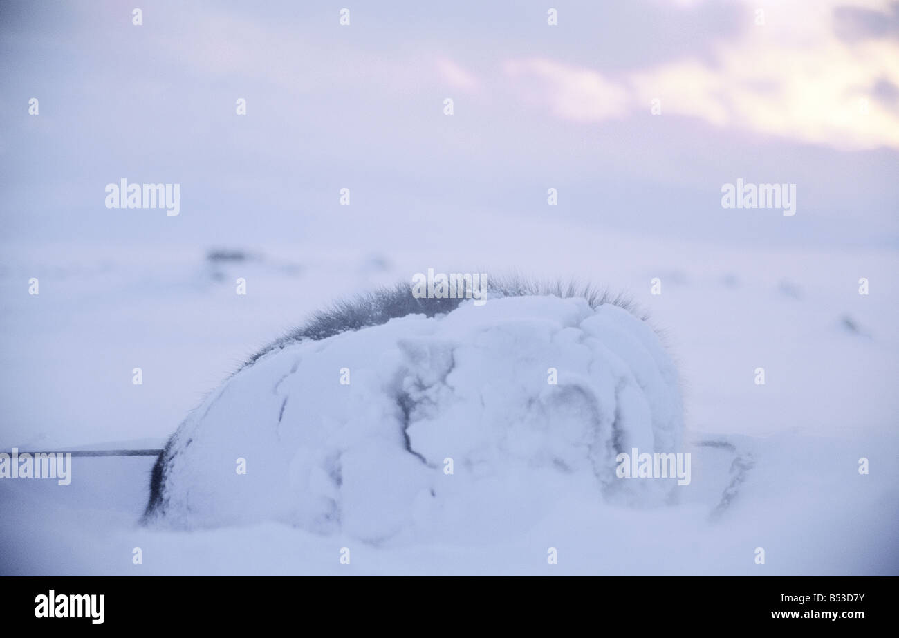 husky - lying in snow Stock Photo - Alamy