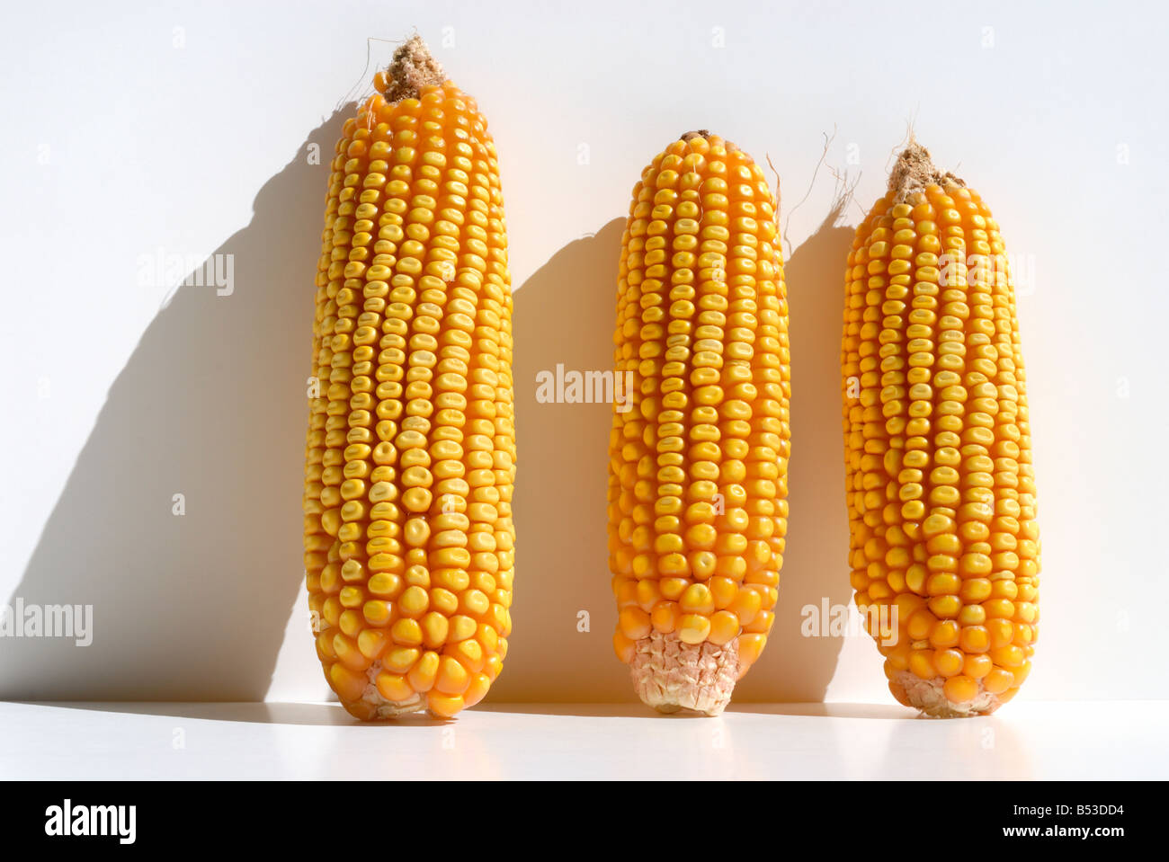 Ears of corn with kernel dent Stock Photo Alamy
