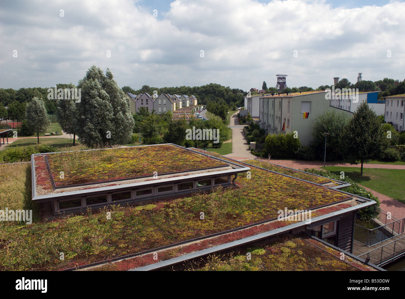 Sedum or 'living roof' on a school classroom in Gelsenkirchen, North Rhine-Westphalia, Germany. Stock Photo