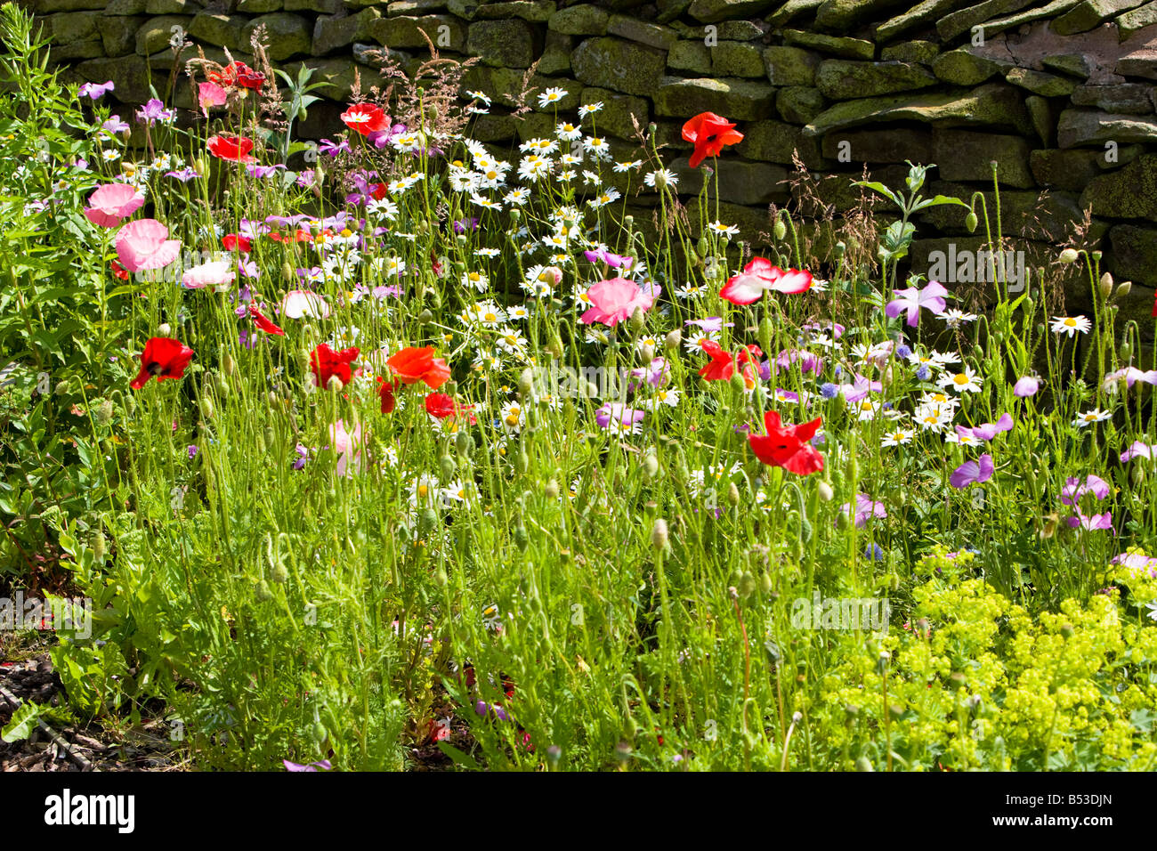 Poppies uk garden hi-res stock photography and images - Alamy