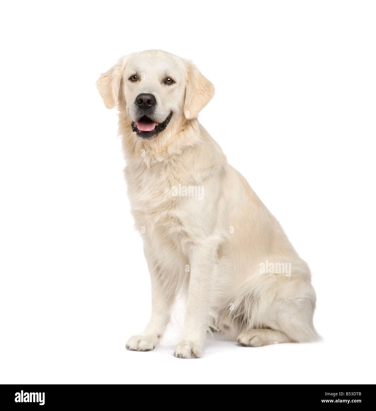 Golden retriever white background hi-res stock photography and images -  Alamy
