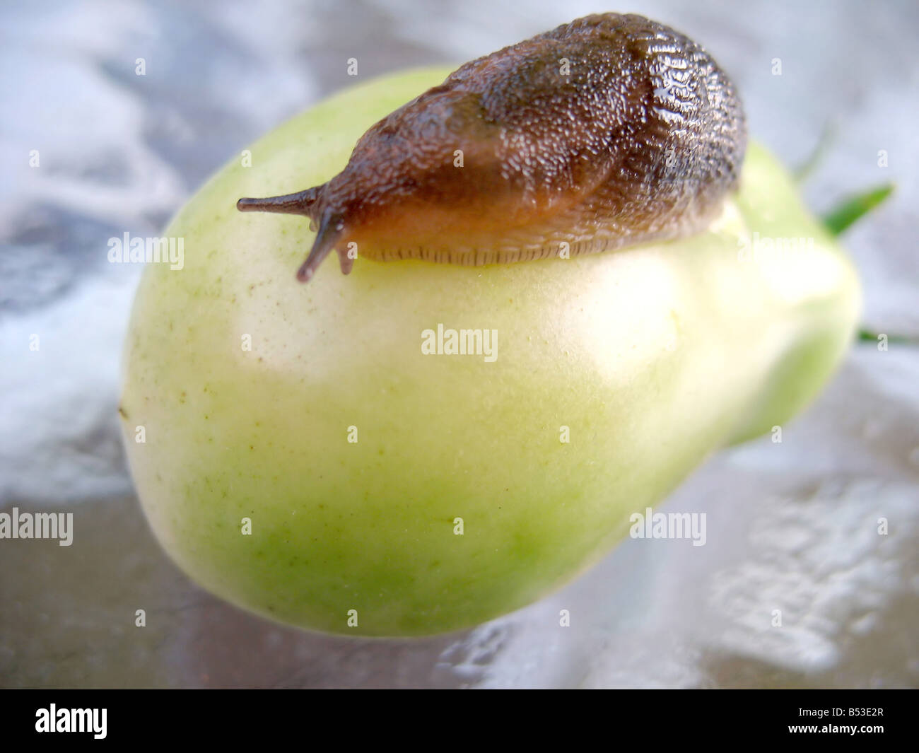 A huge slug climbing on a fresh garden tomato These pests eat them all the time Stock Photo Alamy