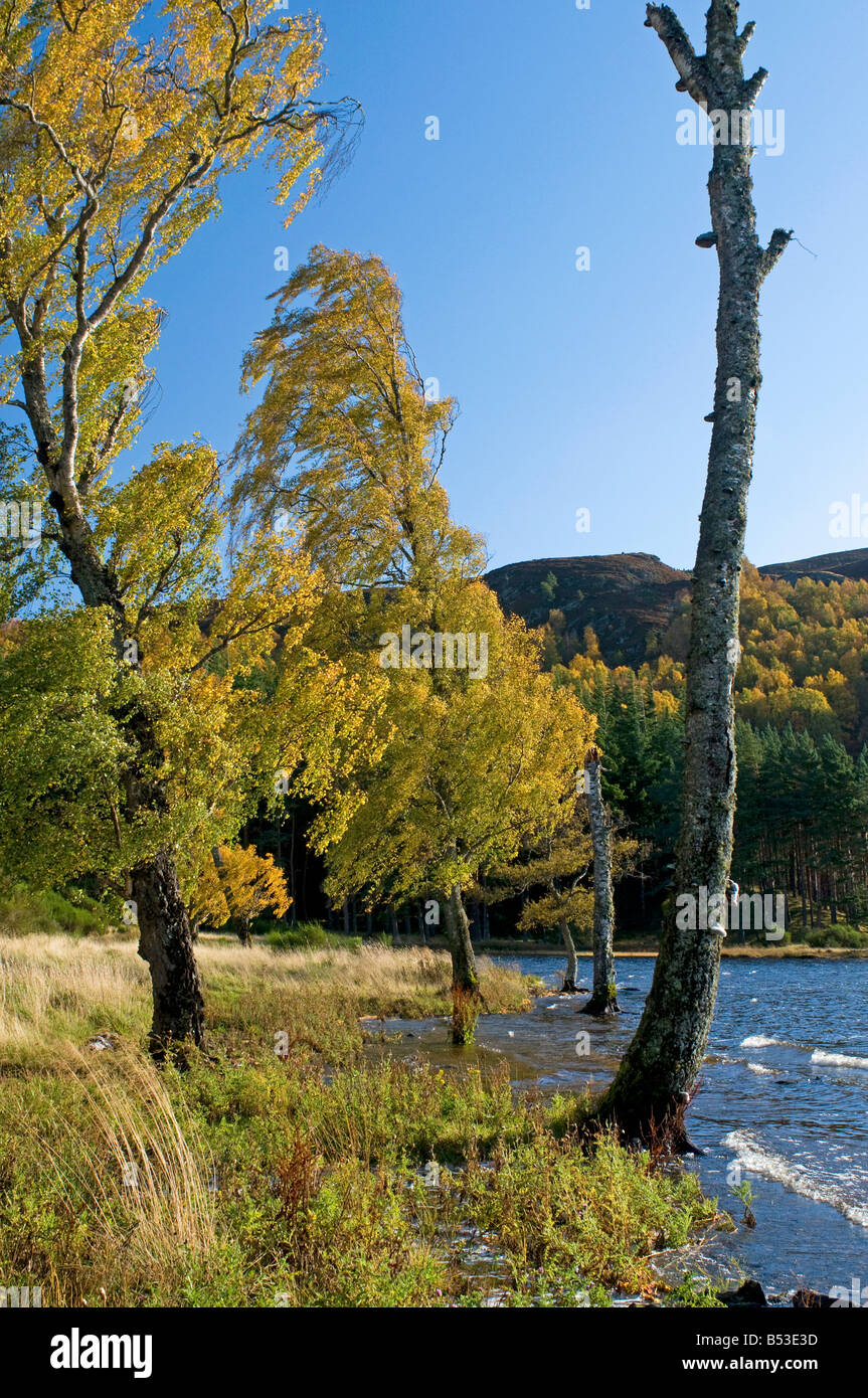 Autumn colours Loch Pityoulish Badenoch and Strathspey Aviemore