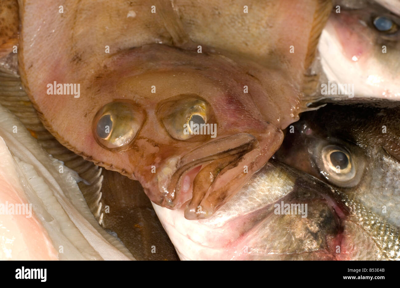 Ugly fish hi-res stock photography and images - Alamy