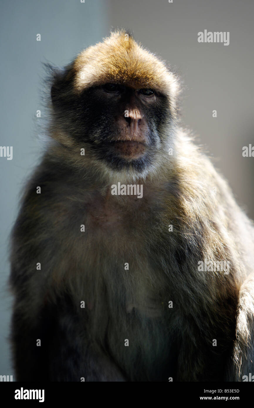 Barbary macaque, Macaca sylvanus, Gibraltar Stock Photo