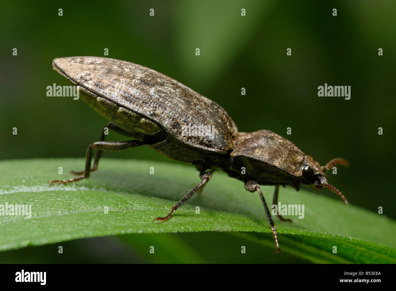 Click beetle Agrypnus murinus Stock Photo