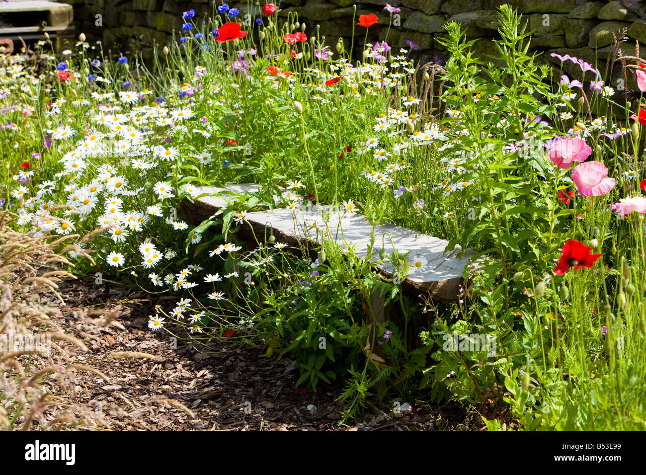 a bench surrounded by arable weeds Stock Photo