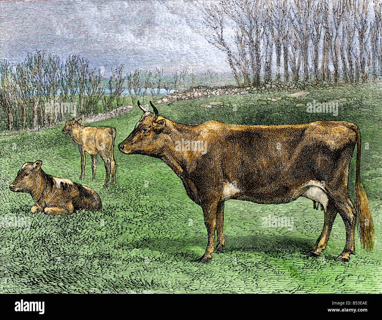 Jersey cows in a spring pasture. Hand-colored woodcut Stock Photo - Alamy