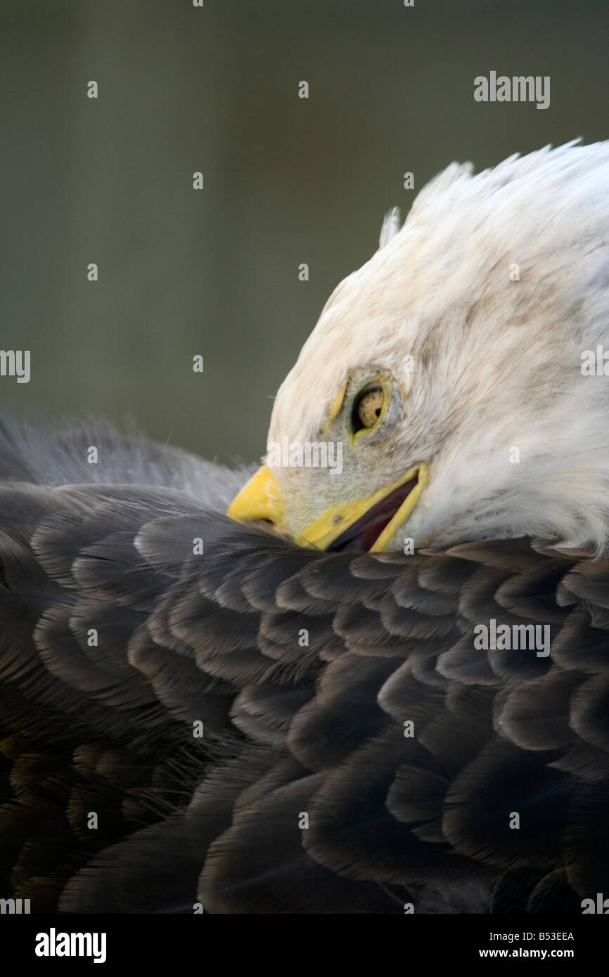 The Bald Eagle (Haliaeetus leucocephalus Stock Photo - Alamy
