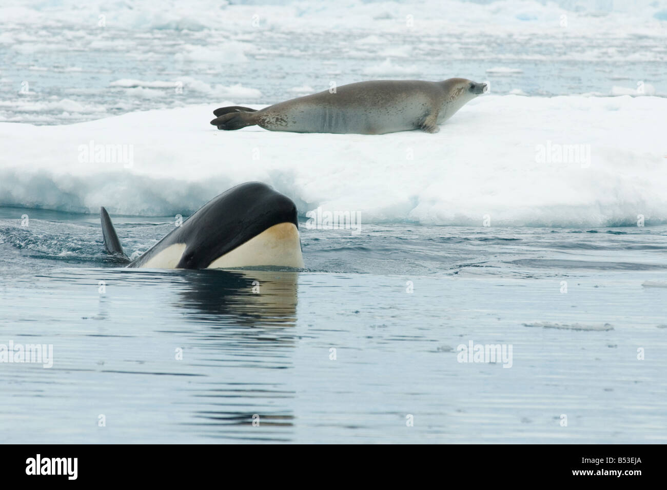 Crabeater seal on ice floe next to Orca Stock Photo 20360994 Alamy