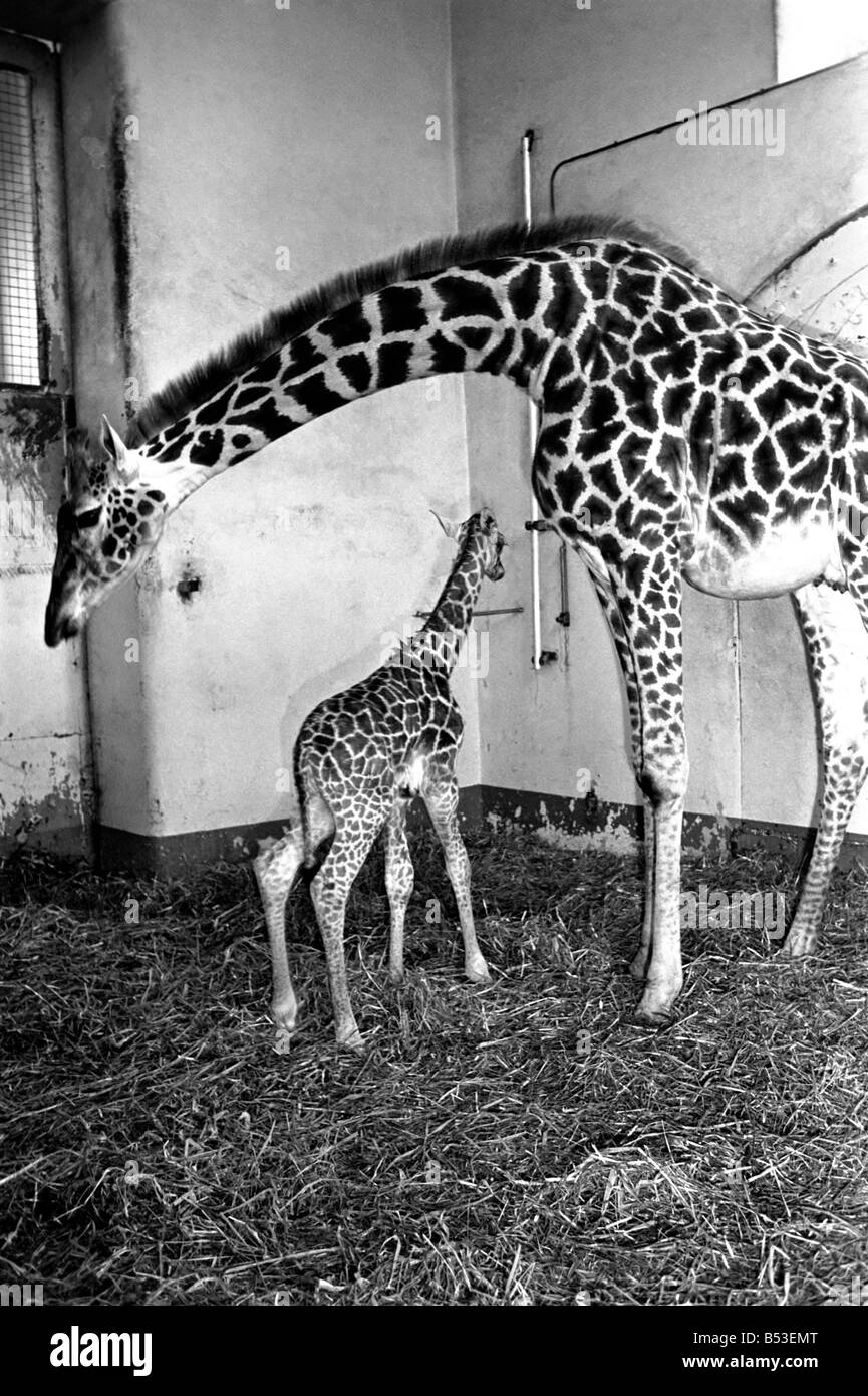 Born yesterday hi-res stock photography and images - Alamy