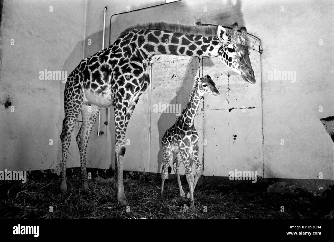 It's a bouncing baby for Daisy. A 6-feet-tall baby giraffe was born