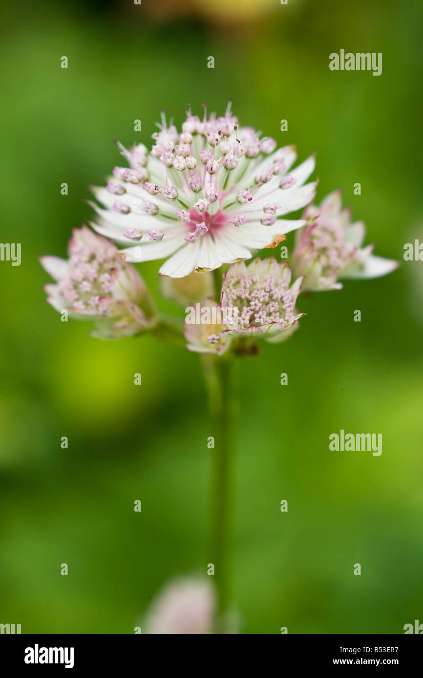 Astrantia major, Cypress House Garden, Lancashire Stock Photo