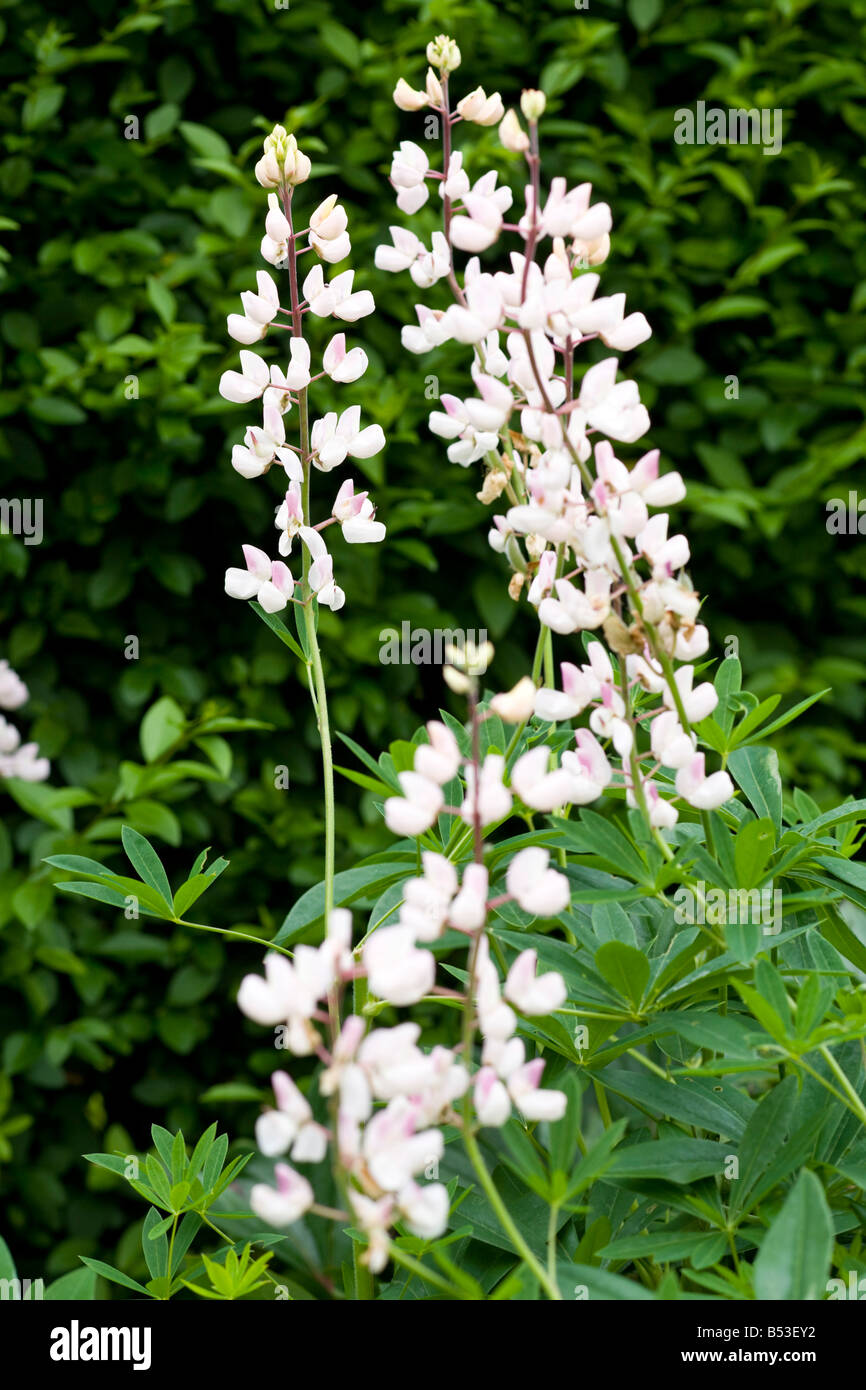 Variety of Lupin, Cypress House Garden Stock Photo