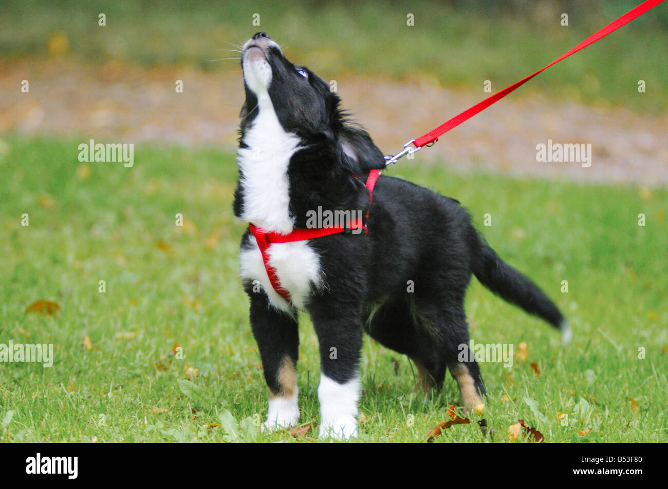 Puppies the leash leashes hi-res stock photography and images - Alamy