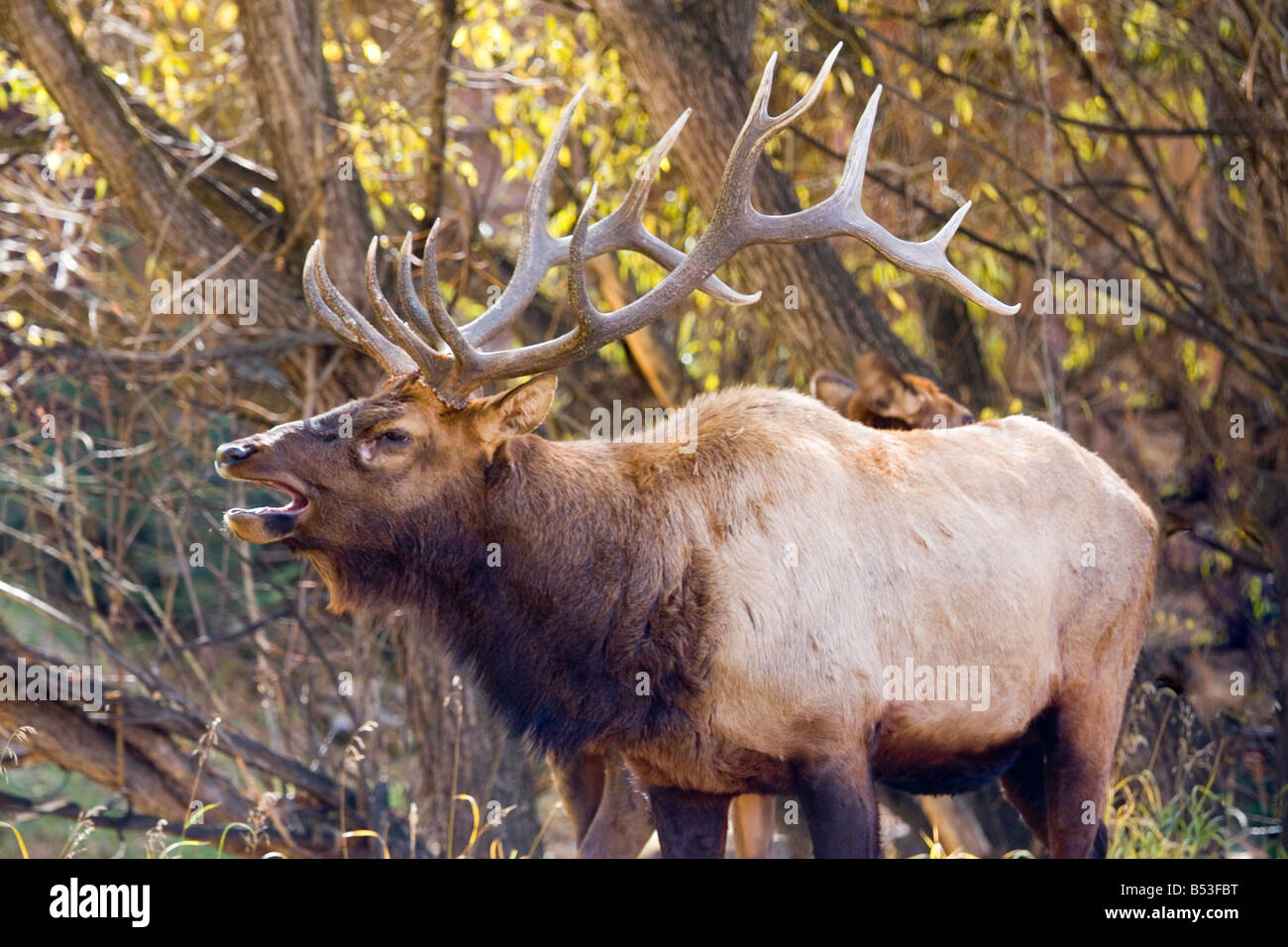 Huge bull elk bugles in front of golden autumn aspen trees Stock Photo