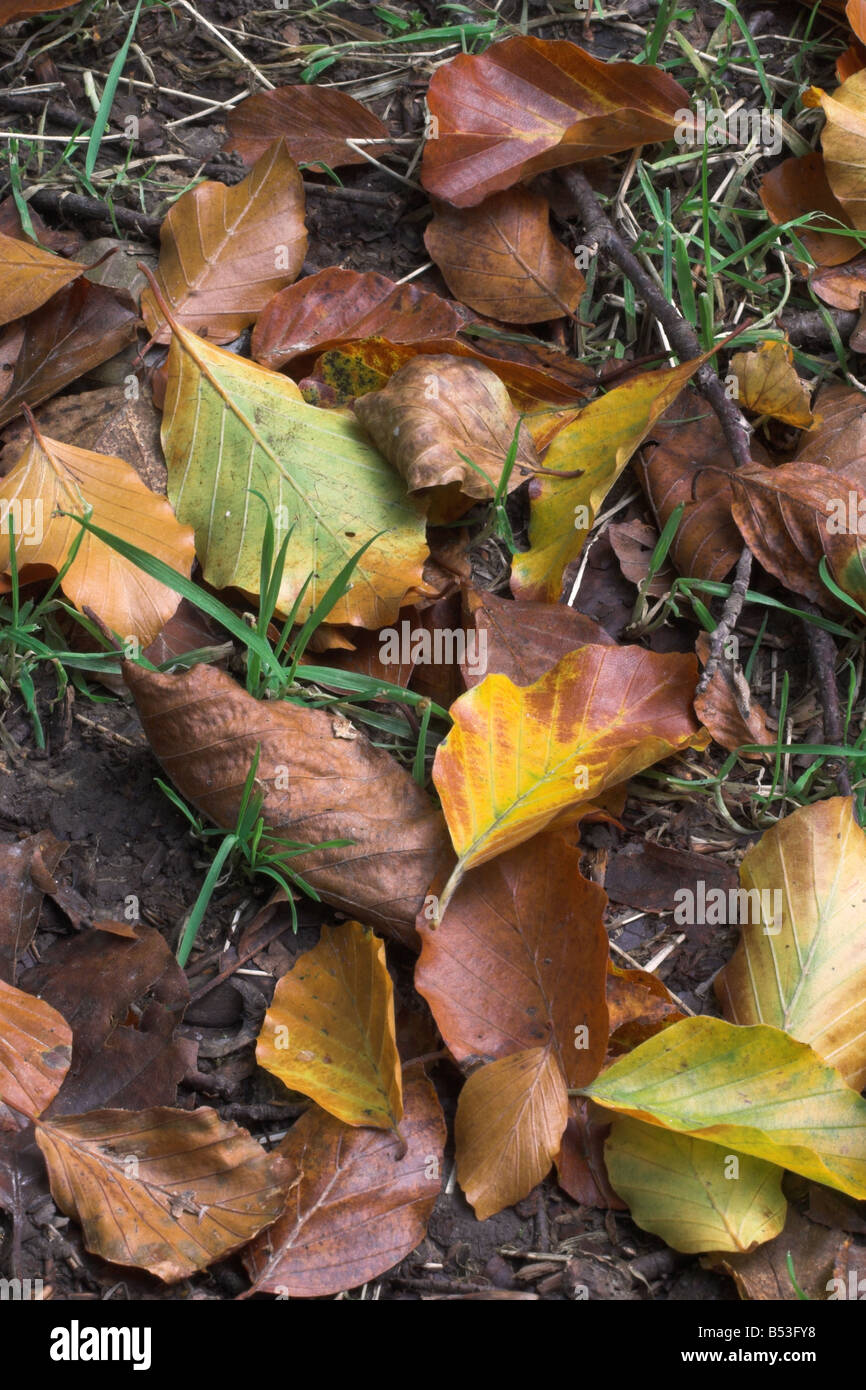 Fallen beech leaves on the forest floor in Autumn, England, UK Stock Photo