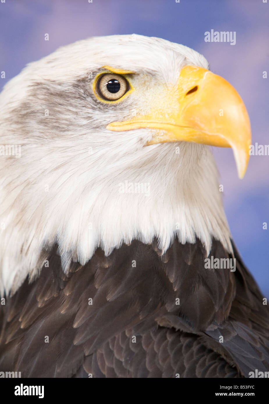 Uk bald eagle hires stock photography and images Alamy