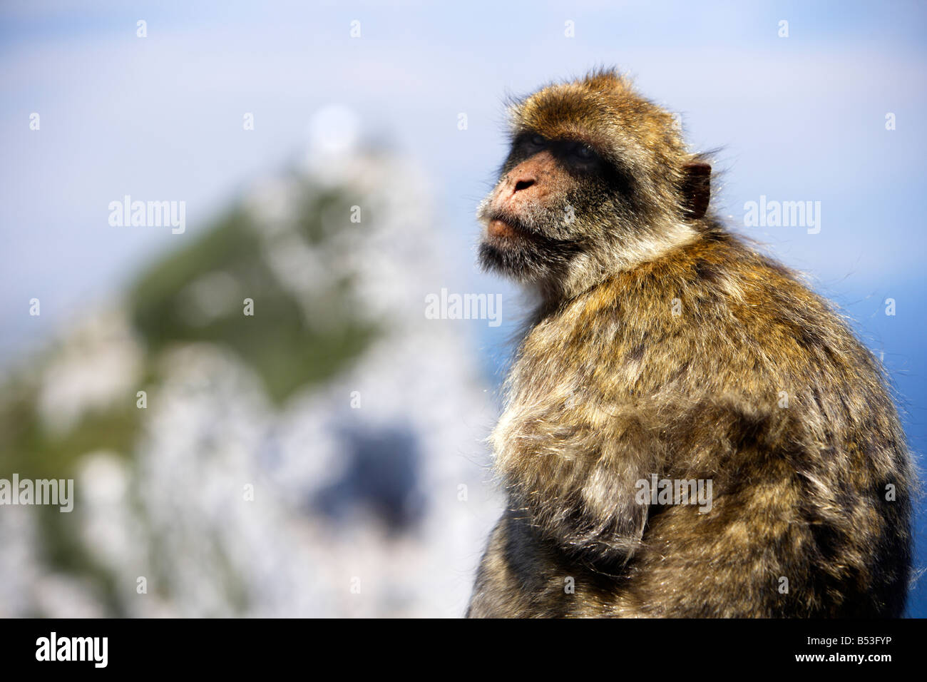 Barbary macaque, Macaca sylvanus, looking away, Gibraltar Stock Photo
